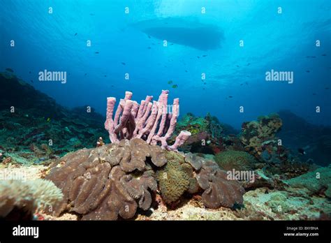 Pink Tube Sponge On Coral Reef Porifera Nusa Penida Bali Indonesia