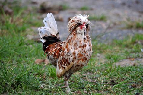 16 Chickens With Crazy Or Funny Hair With Pictures