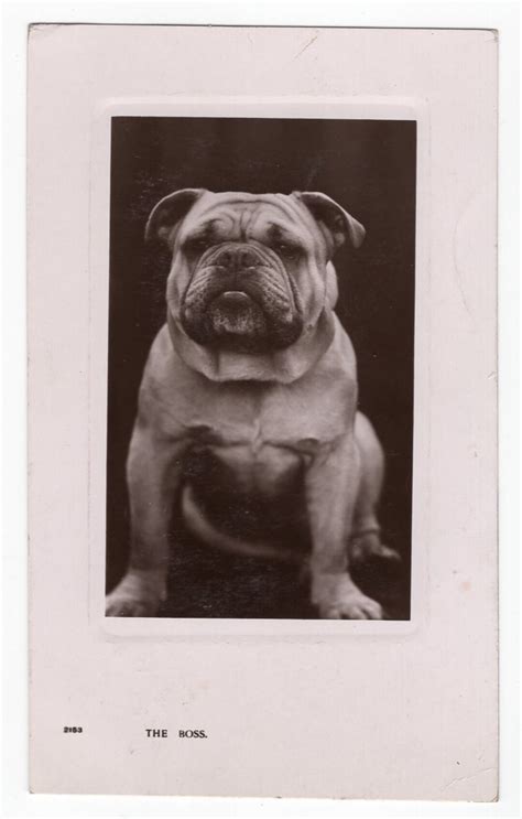 Original 1900s British Bulldog the Boss Real Photo Postcard Antique ...