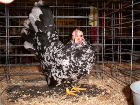 Mottled Japanese Bantam Chickens for Sale | Cackle Hatchery®