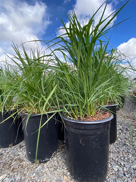 Karl Foerster Feather Reed Grass Blue Grass Nursery Sod And Garden