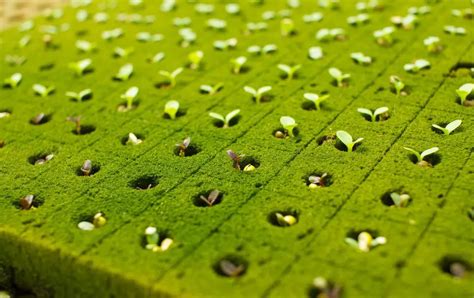 Seed germination hydroponics: a detailed guide – General hydroponics guide