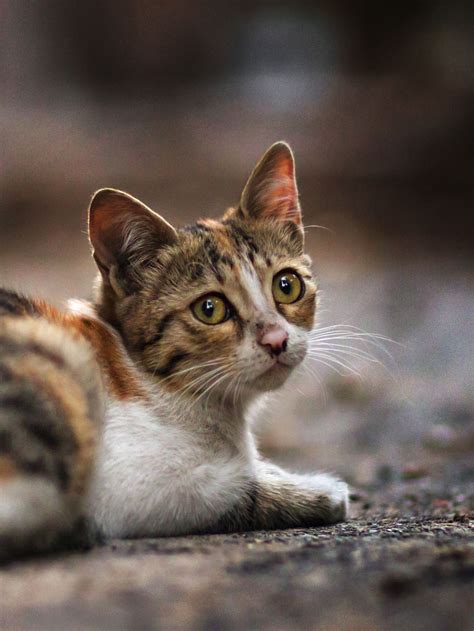 Who Picks Up Stray Cats - Cats In Boxes