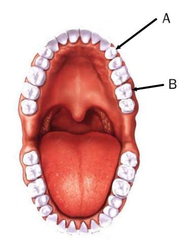 Solved The Tooth Labeled A Is Called A N The Tooth Chegg