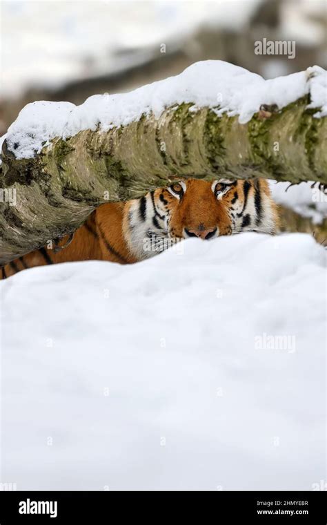 tiger looks out from behind the trees into the camera. Tiger snow in ...