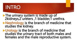 Urinary System Pptxkucicigiccigigigggigkgkg Ppt