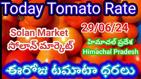 Tomato Rate In Solan Market Solan Market Tamatar Rate Today Today