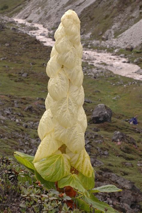 Rheum Nobile Sikkim Noble Rhubarb Fabulous Herbaceous Plant Rare 3 Seeds ID853 - Etsy