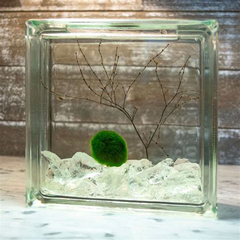 Moss Ball Pets Terrarium Kits Marimo Ball Terrarium Moss Ball Pets™