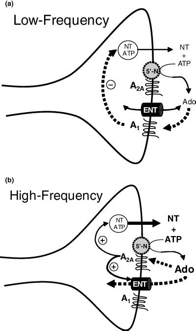 Model For The Role Of A2a Receptors In The Modulation Of Synaptic Download Scientific Diagram