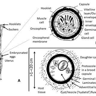 The Key Stages Of The Development Of Echinococcus Spp After Thompson