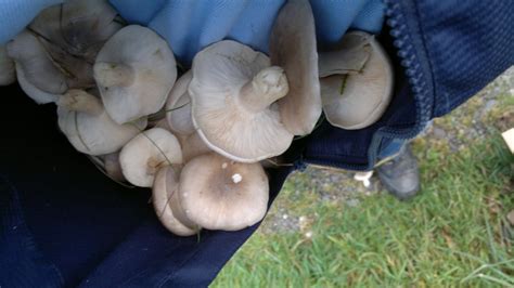 Clouded agaric – identification, distribution, edibility – Galloway Wild Foods