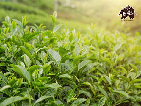 Assam Tea A Strong and Flavorful Tea with a Unique Aroma