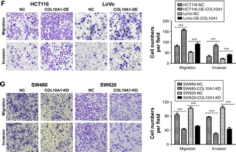 Col A Promotes The Migration And Invasion Of Crc Cells In Vitro A