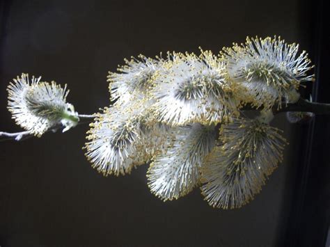 Pussy Willow Salix Discolor Garden Org