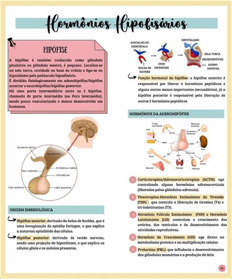 Qual A Função Da Hipófise - Diagrama Do Hipotalamo E Da Hipofise Eixo