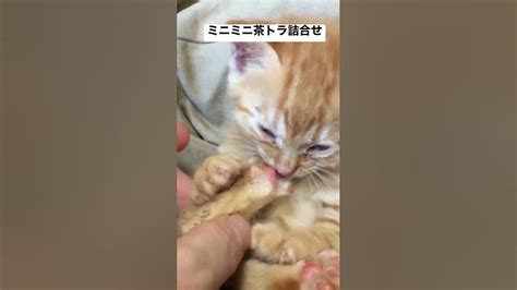 ミニミニ茶トラ子猫詰合せ猫団子 Cat 猫 Kitten 子猫 保護猫 こねこ ねこ Shorts Youtube