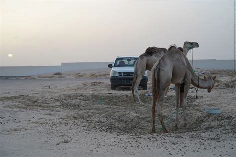 Tourisme Et Vacances En Tunisie Circuit Et Excursions Dans Le Sahara