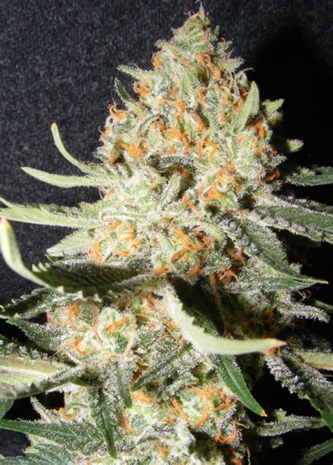 Exotic Kush Strain Info Exotic Kush Weed By The Kush Brothers