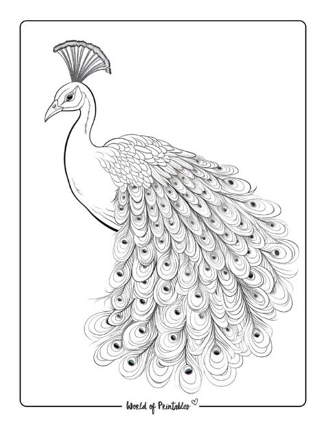 Cute Peacock Coloring Page