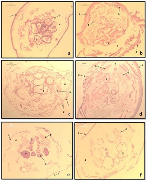 S10 Plastination Technique For Preservation Of Parasites The Case Of