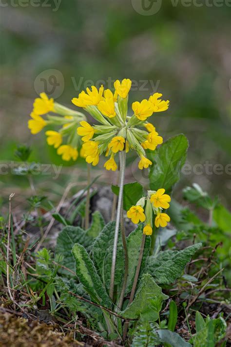 Primrose, Primula veris, common cowslip, cowslip primrose, syn. Primula