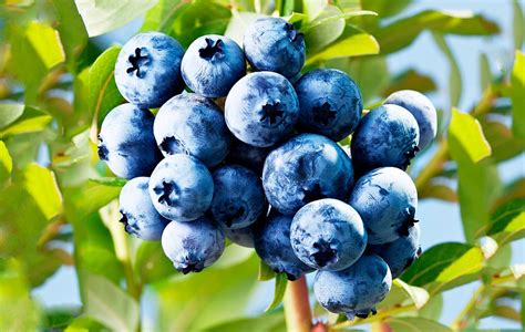 17 интересных фактов о чернике