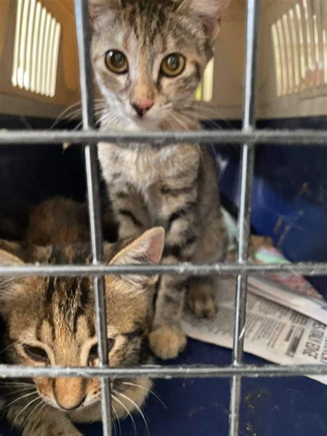 Pfoten Im Blick E V Zypern Insel Der Sonne Und Der Katzen