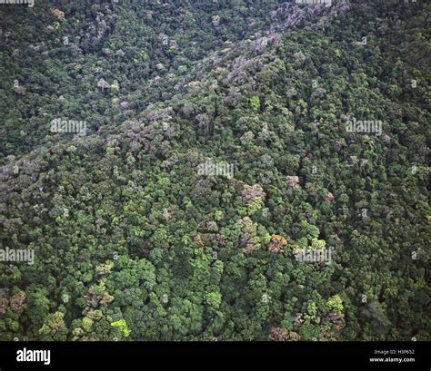 Tropical rainforest near Cape Tribulation Stock Photo - Alamy