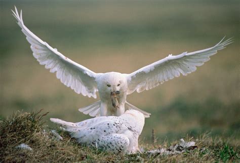 Alaskas Absent Snowy Owls Hakai Magazine