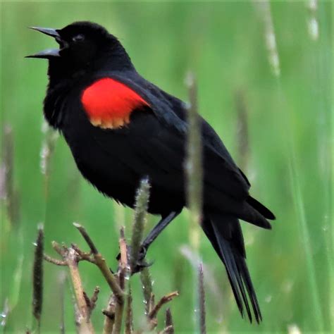 Hidden Nests In The Grass And Wetlands Mcrcd