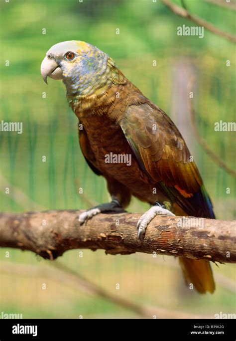 Stvincent Amazon Parrot Stock Photo Alamy