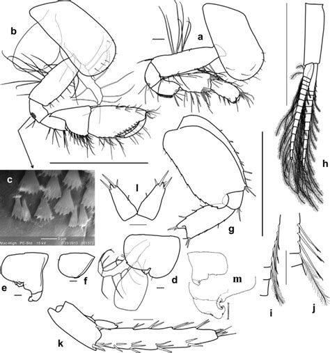 FIGURE 27. Melita shimizui sakhalinensis ssp. n in Review of amphipods
