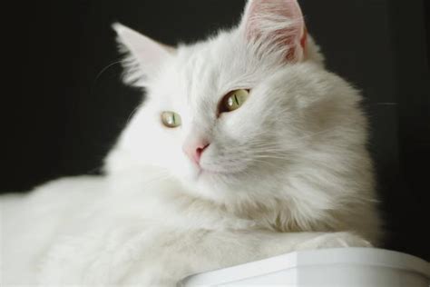 10 Razas De Gatos Blancos ¡descubre Cuáles Son Y Sus Características