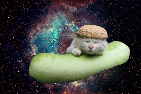 Omg Cats In Space Cats In Space WiffleGif