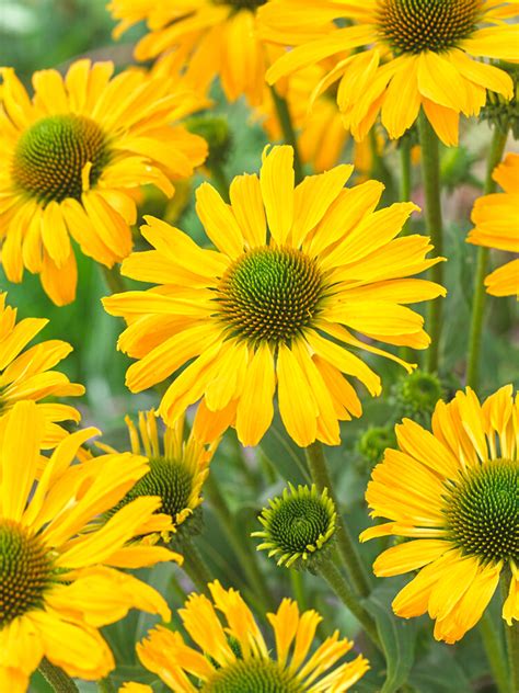 Echinacea Yellow Passion Coneflower Dutchgrown™