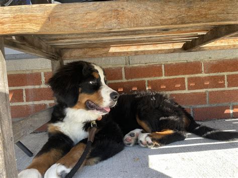 What dog food do you feed your Berner / Berner puppy? Photos of my pup