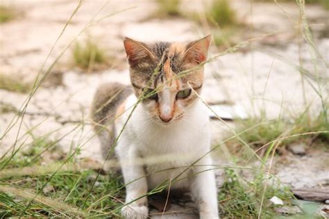 Potrait de hermoso gato doméstico Foto Premium