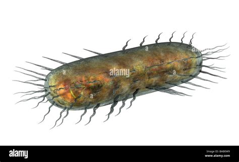 Bacterias Anatomia Ausgeschnittene Stockfotos Und Bilder Alamy