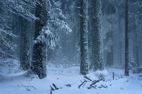 Frozen Forest by FlorentCourty on DeviantArt