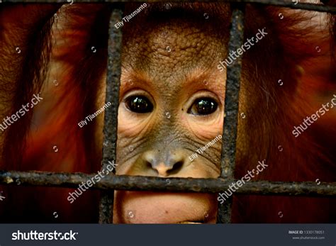 Sad Monkey Face Stock Photo 1330178051 | Shutterstock