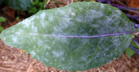 Powdery Mildew Of Crucifers Vegetable Pathology Long Island