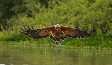 Hawk in flight - Jim Zuckerman photography & photo tours