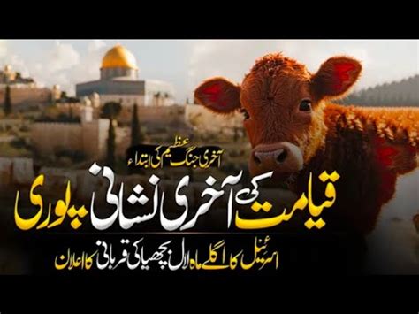 Red Heifer Cow In Israel Israil Ka Laal Bachde Ki Qurbani Ka Elan