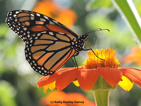 The Mighty Monarch Bug Squad Anr Blogs