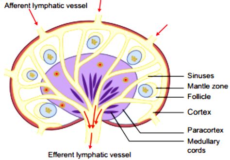 Describe the structure of lymph node with a labelled diagram. - Sarthaks eConnect | Largest ...