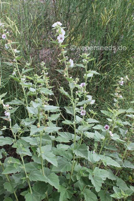 Althaea officinalis, Common marshmallow - Seeds - plants - dried herbs