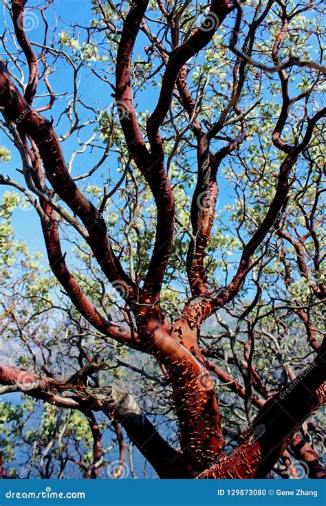 Wild Manzanita Tree Yosemite National Park Stock Photo Image Of