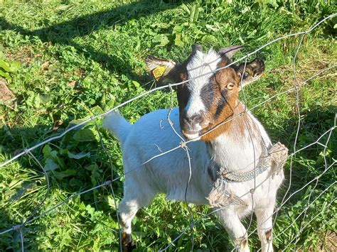 Sortie La Ferme De Pont Melvez Ecole Jeanne D Arc Lannion