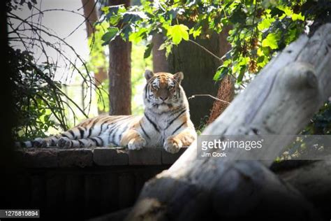 61 Port Lympne Zoo Stock Photos, High-Res Pictures, and Images - Getty ...